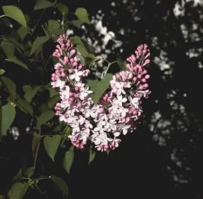 LillÃ  (Syringa vulgaris).De Agostini Picture Library